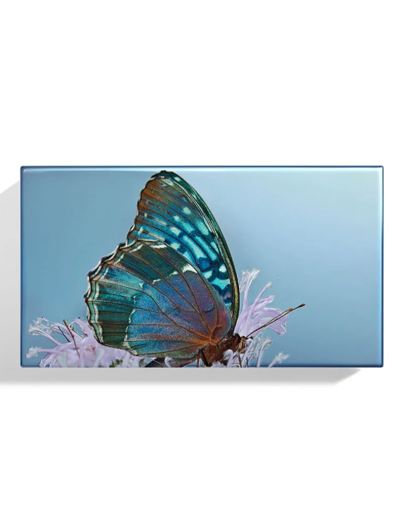 Butterfly Eye Trio
