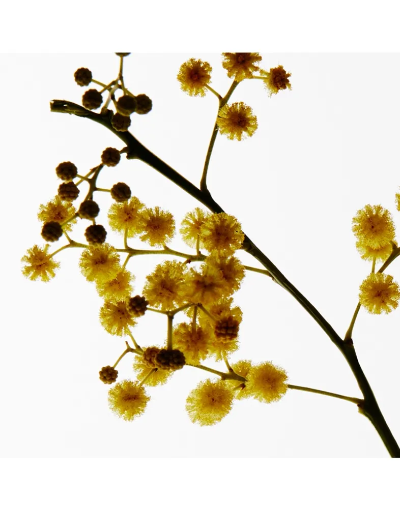 Mimosa Candle