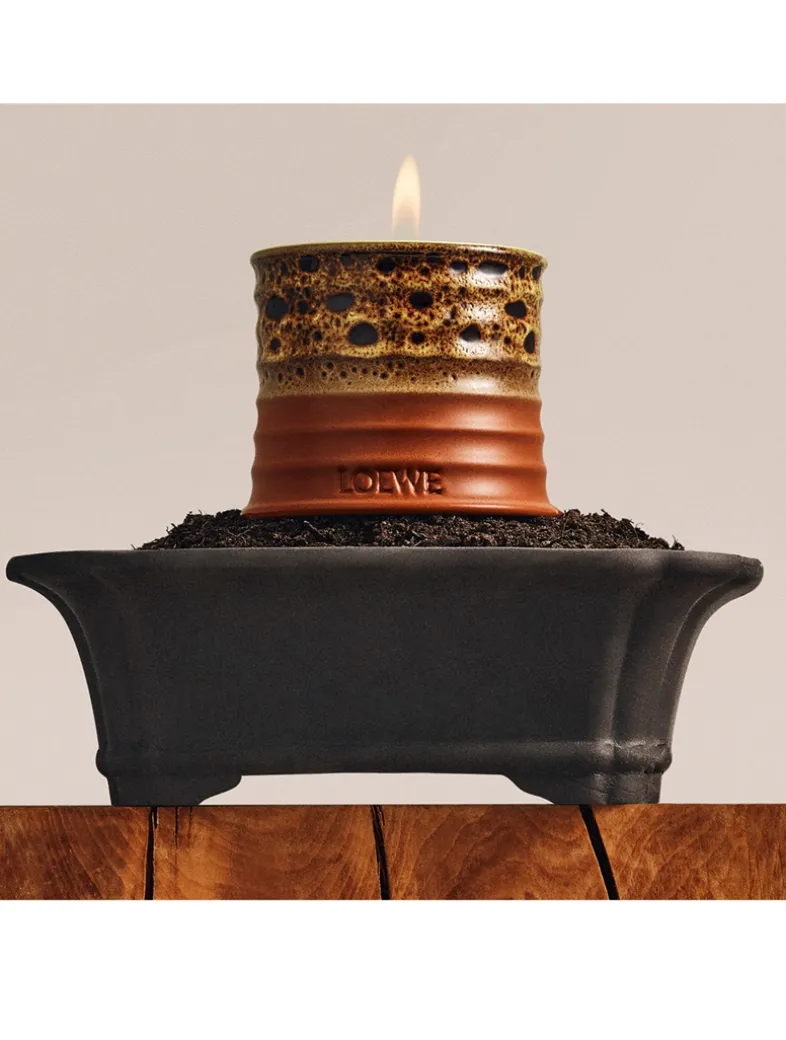 Mimosa Candle