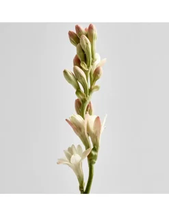 Polianthes Candle