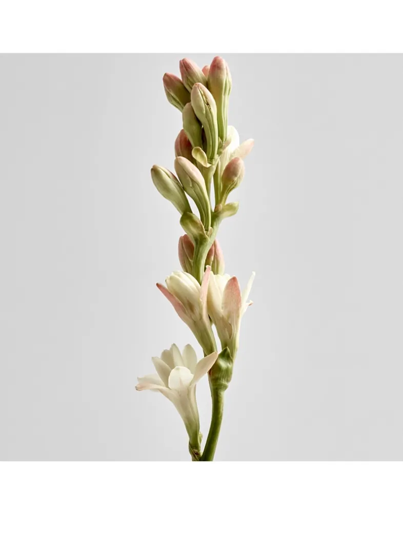 Polianthes Candle